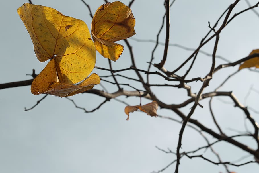 trees, leaves, otoño, amarillo, viento, leaf, plant part, autumn HD wallpaper