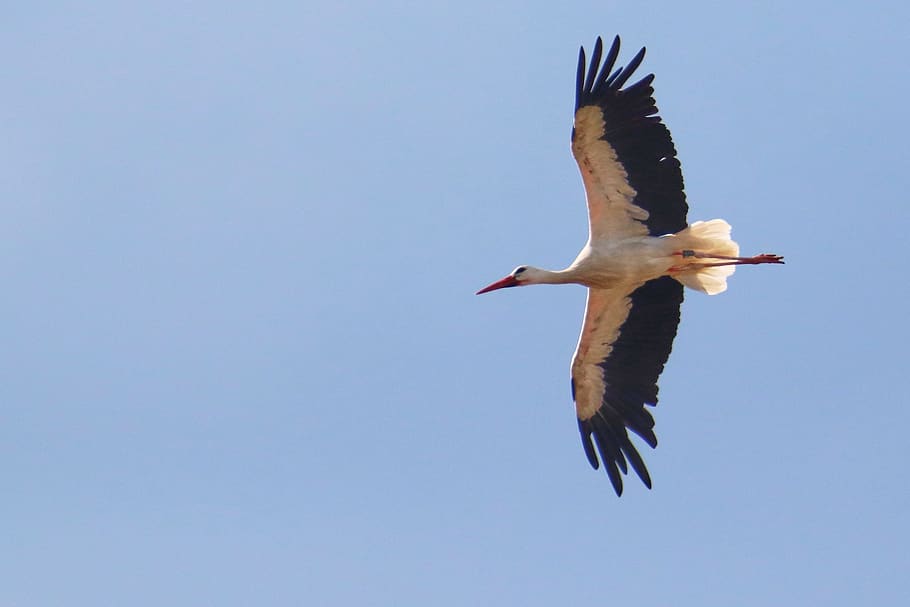 stork, flying, sky, wing, air, dom, nature, bird, animals in the wild HD wallpaper