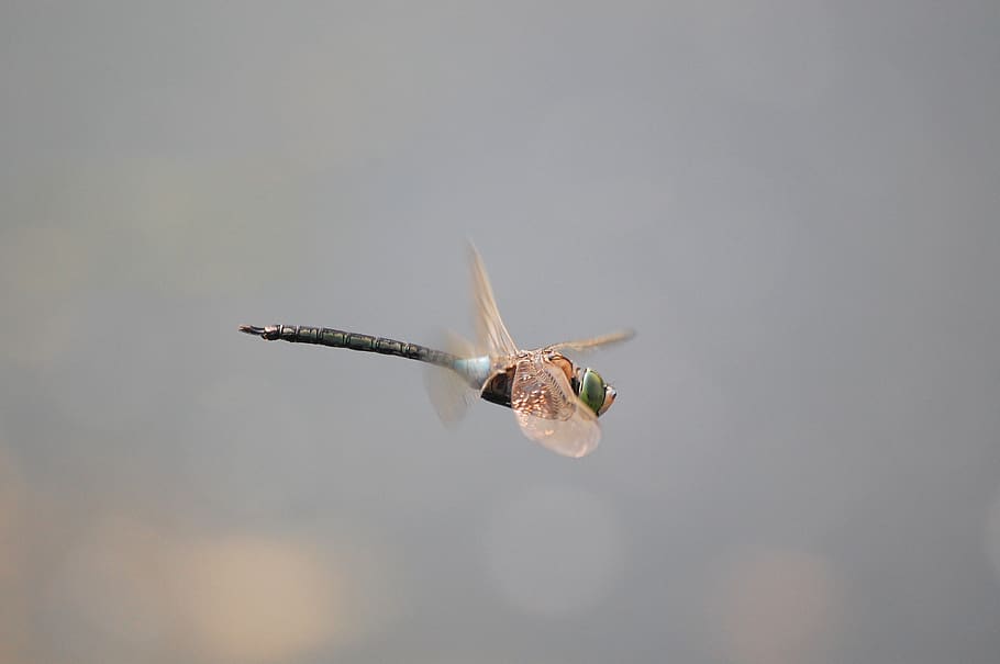 dragonfly, beetle, nature, insects, macro, wide-legged dragonfly HD wallpaper