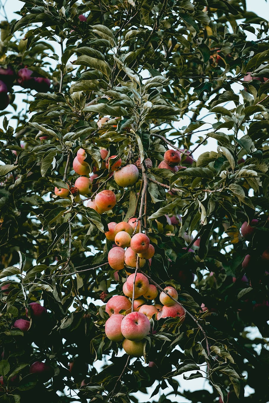 apple tree, growth, fruit, healthy eating, food, plant, food and drink HD wallpaper