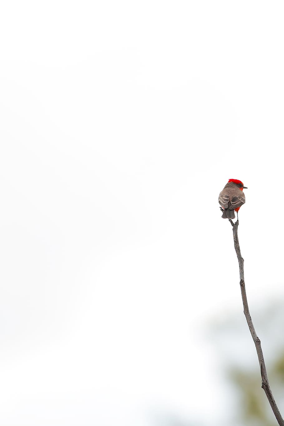 red bird perching on branch, copy space, no people, flower, nature HD wallpaper