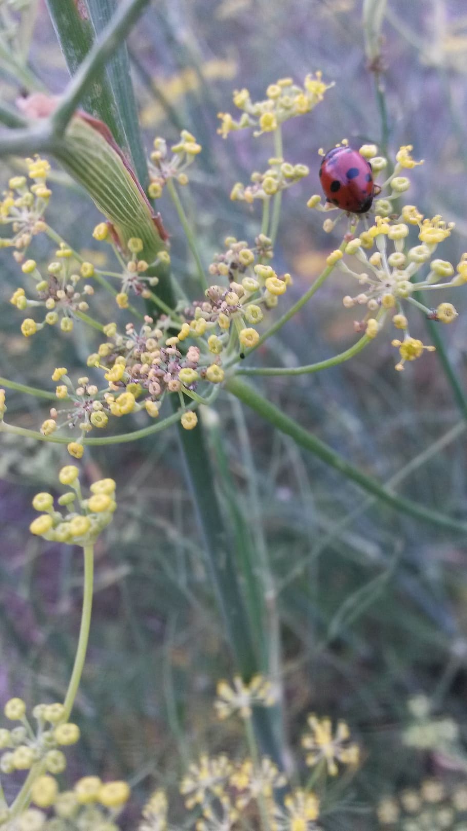fennel, ladybug, flower, nature, growth, plant, flowering plant HD wallpaper
