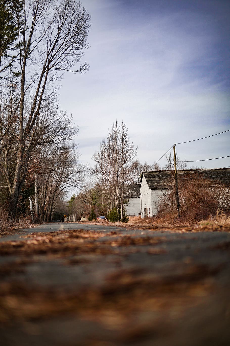 dried leaves on road, sky, tree, the way forward, direction, plant HD wallpaper