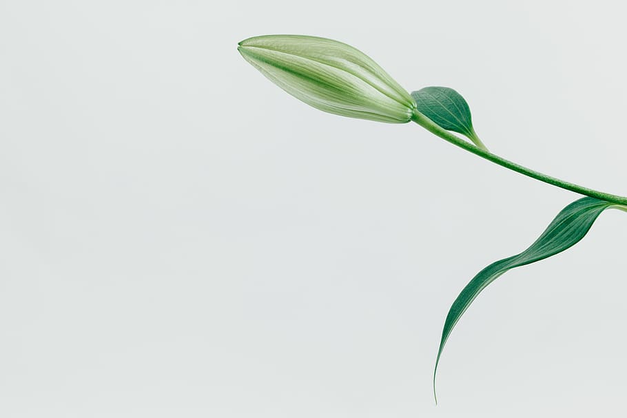 green leafed plant, studio shot, green color, freshness, copy space HD wallpaper