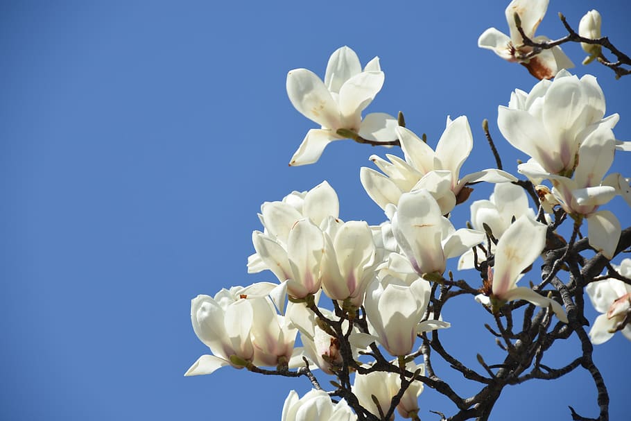 white, magnolia, white flower, beautiful, spring flowers, bud, HD wallpaper