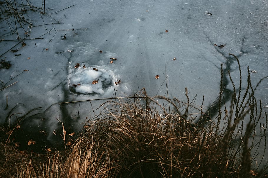 winter, ice, trees, brown, plant, nature, water, high angle view HD wallpaper