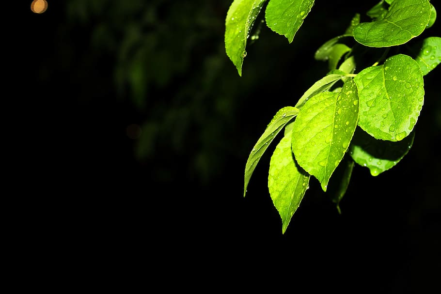 trees, plant, rain, leaf, green color, plant part, growth, close-up HD wallpaper