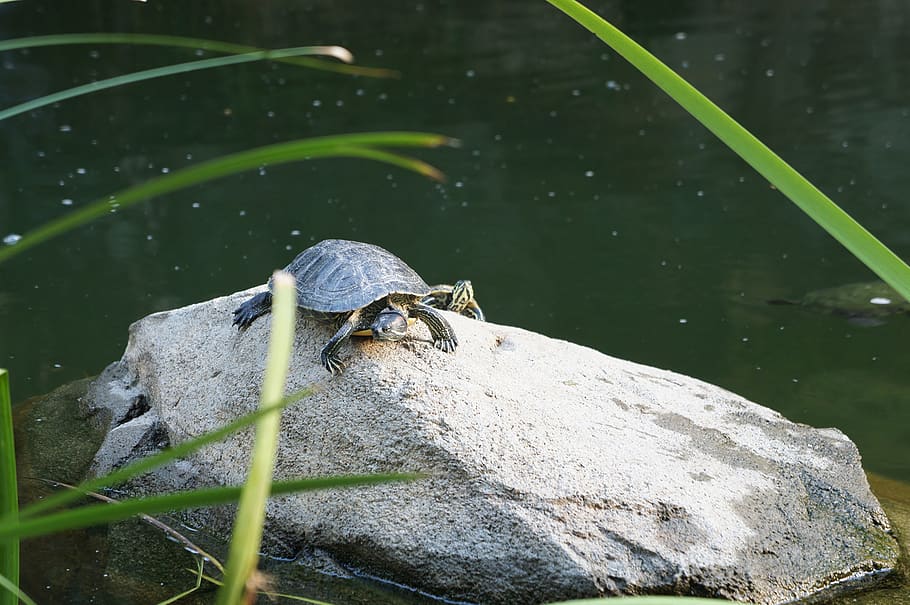 hong kong, water, animal wildlife, animals in the wild, animal themes HD wallpaper