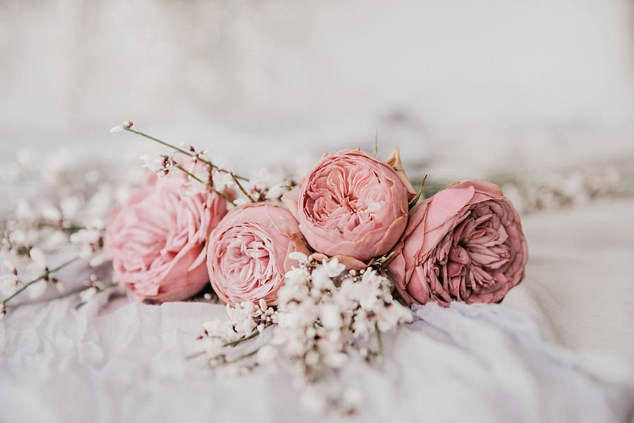 selective focus photography of pink petaled flowers, plant, rose