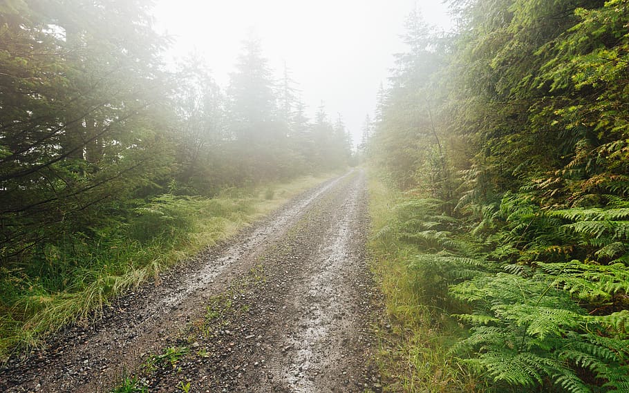 snoqualmie, united states, foggy, nature, gravel, trees, road, HD wallpaper