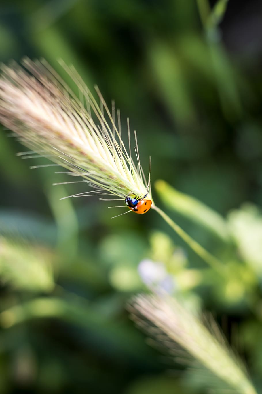 insect, wildlife, macro, spring, nature, plants, close-up, animals in the wild HD wallpaper