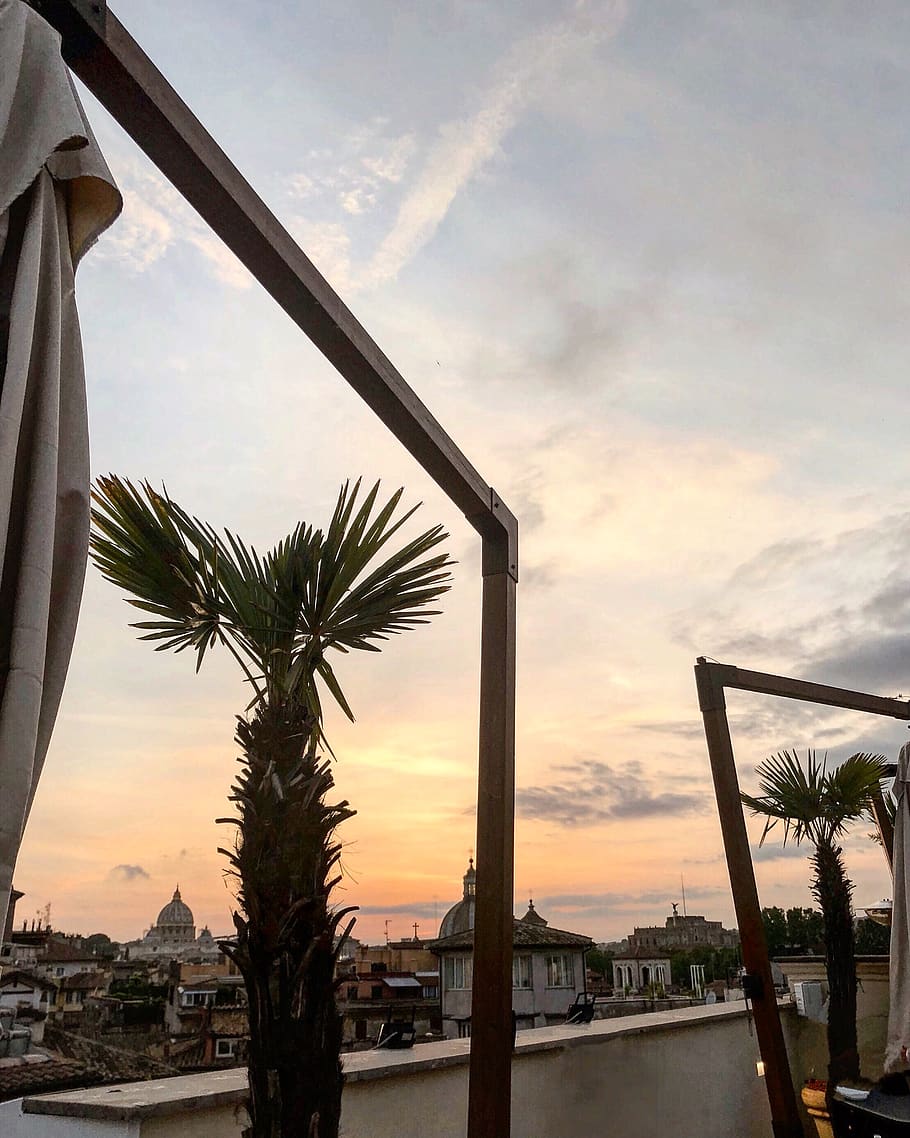 Green Majesty Palm Tree, architecture, city, cityscape, clouds HD wallpaper