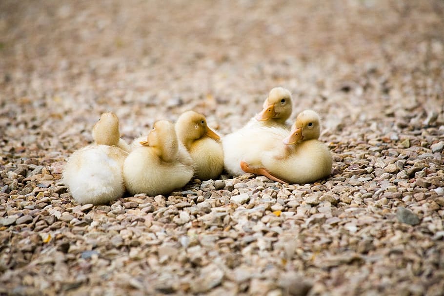 Newly Hatched Ducklings Photo, Animals, Travel, Trip, Earth, Outdoor, HD wallpaper