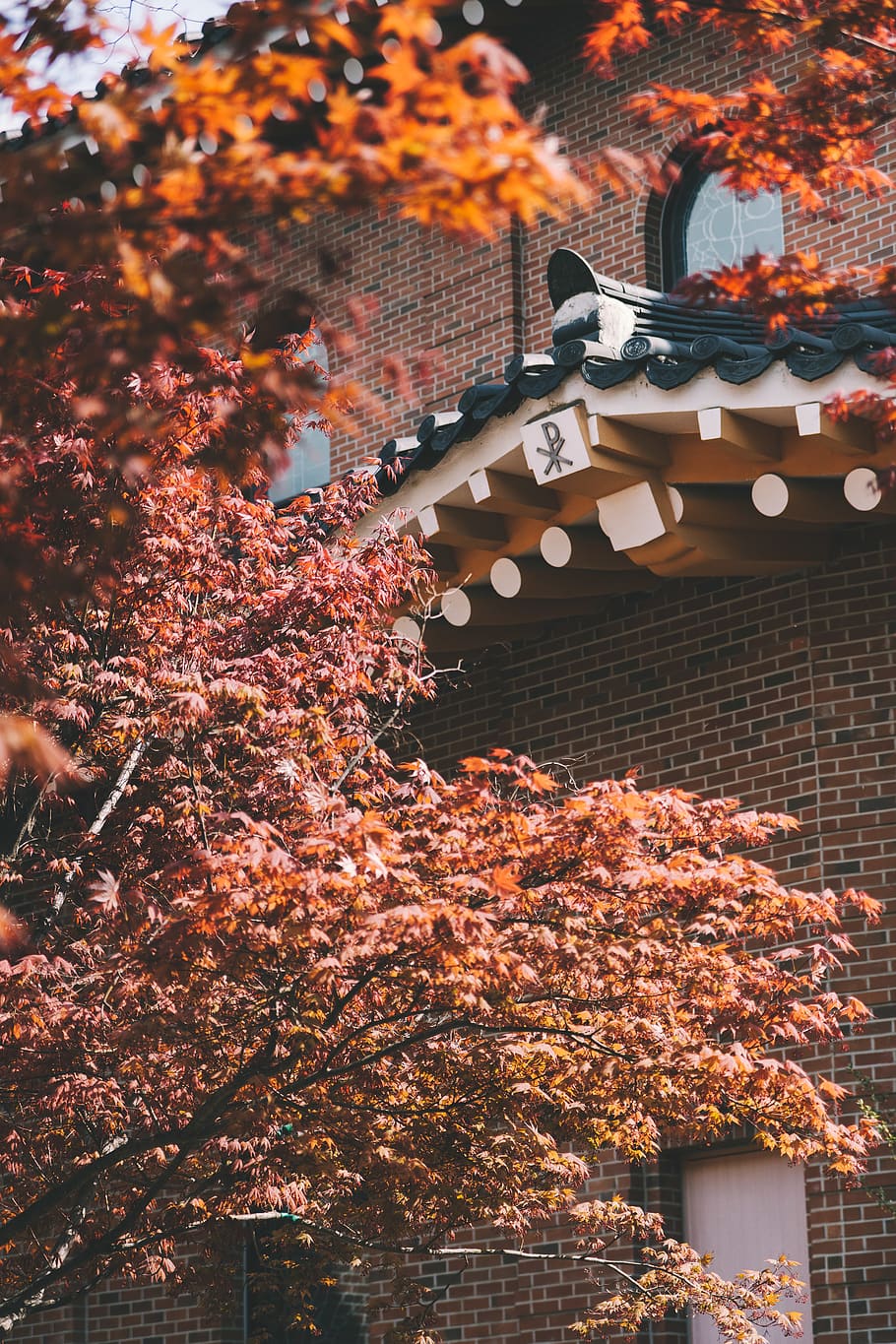 plant, leaf, maple, tree, roof, brick, tile roof, maple leaf HD wallpaper