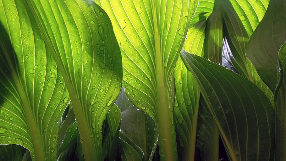 leaves, wet, rain, drops, plant, green, transparent, nature HD wallpaper