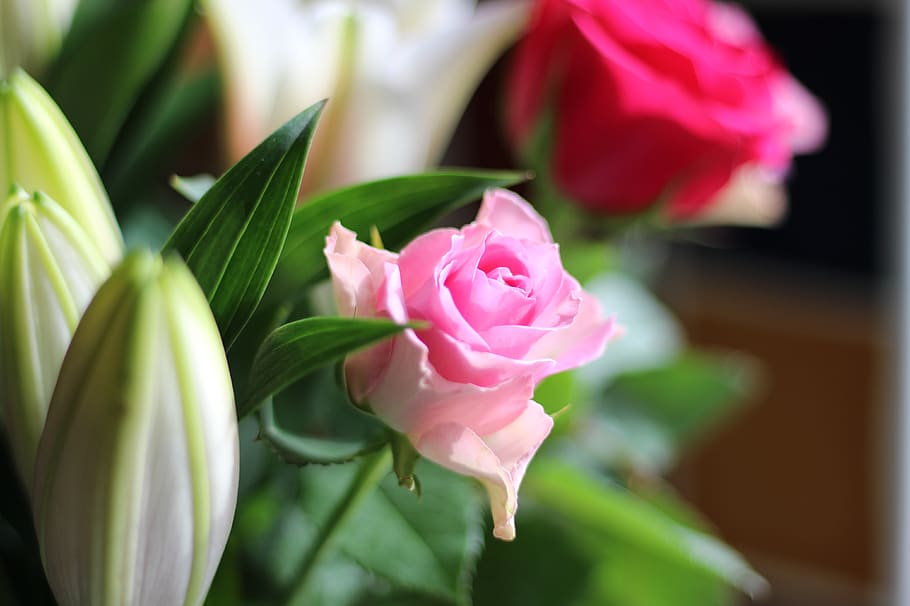 pink, flower, rose, flowering plant, freshness, petal, beauty in nature HD wallpaper