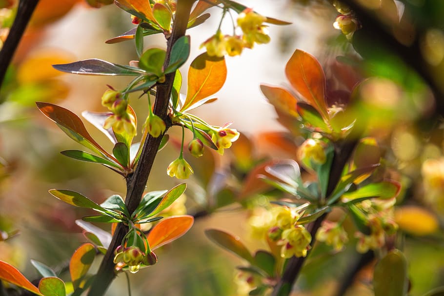 spring, branch, bush, nature, tree, colorful, plant, growth HD wallpaper