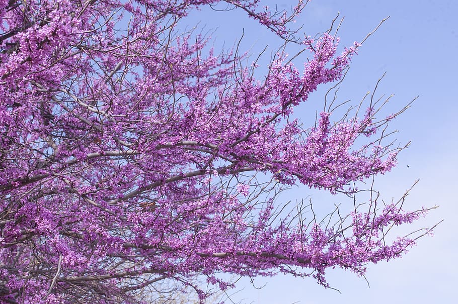 lavender tree at bloom, pink color, flower, flowering plant, branch HD wallpaper