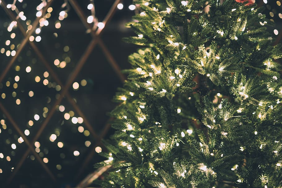 green Christmas tree with string lights, celebration, holiday HD wallpaper