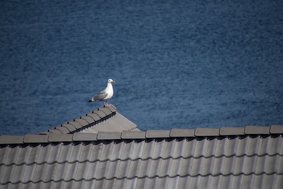 seagull, roof, water, blue, building, sitting, tiles, bird HD wallpaper