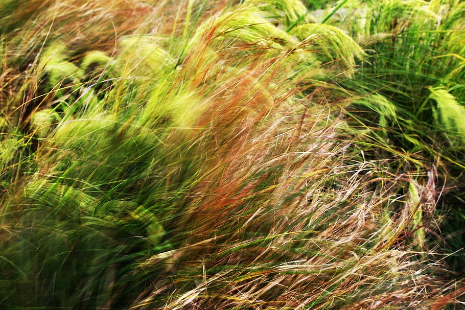 grasses, windblown, breezy, sway, bend, fence, feathery, soft HD wallpaper