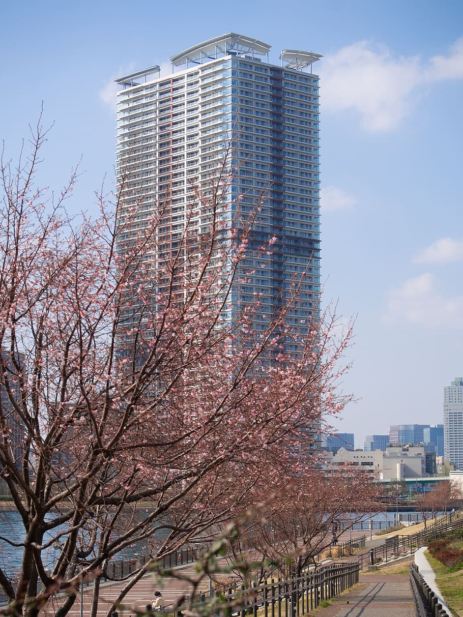 building, cherry blossoms, in cherry, architecture, cherry tree HD wallpaper