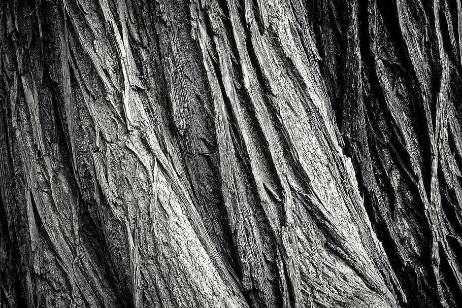 bark, texture, oak, old, tree, wood, wooden, woods, nature HD wallpaper