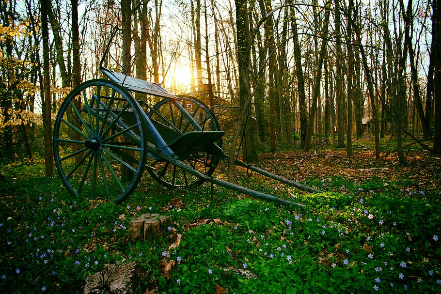 forest, trees, wagon, sunset, land, plant, nature, tree trunk HD wallpaper