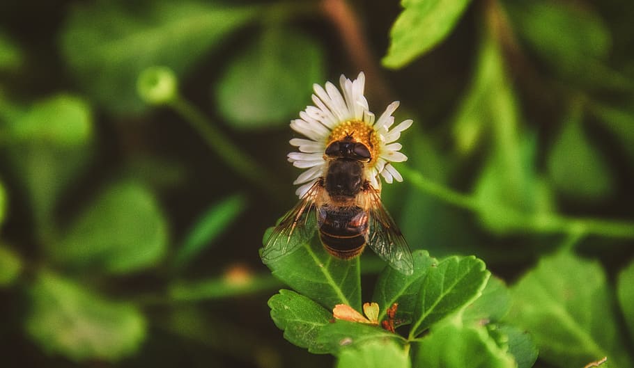 flower, daisy, bee, spring, bloom, daisies, white, nature, blossom HD wallpaper