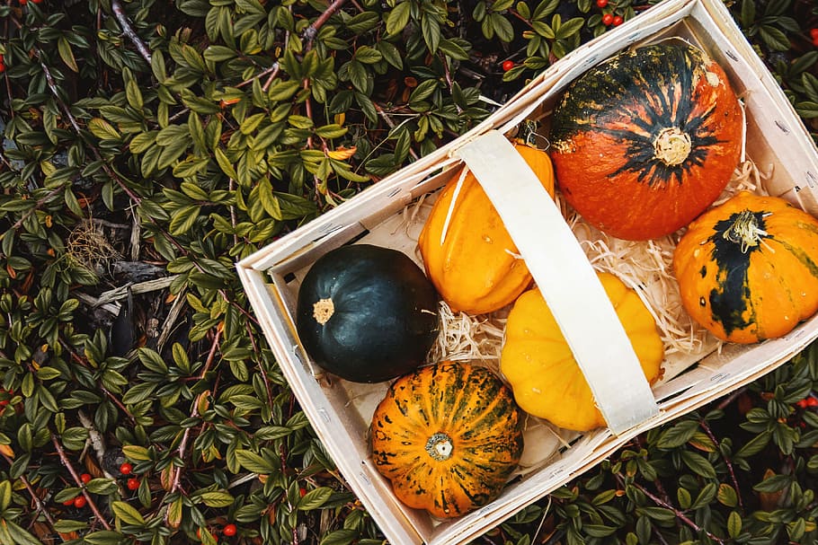Autumn pumpkins in box on garden. Top view., food and drink, high angle view HD wallpaper