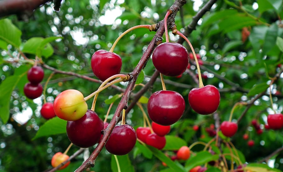 cherries, fruit, red, sprig, summer, fresh, vitamins, nature HD wallpaper