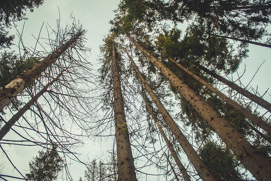 green-leafed trees, plant, redwood, conifer, abies, fir, tree trunk HD wallpaper
