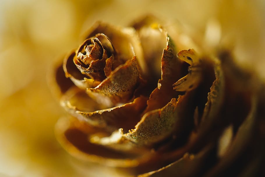 Brown Acorn, blur, blurred background, close-up, colors, flower HD wallpaper