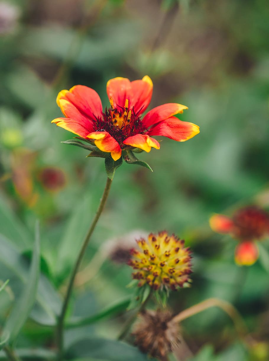 flower, flowering plant, fragility, freshness, vulnerability HD wallpaper