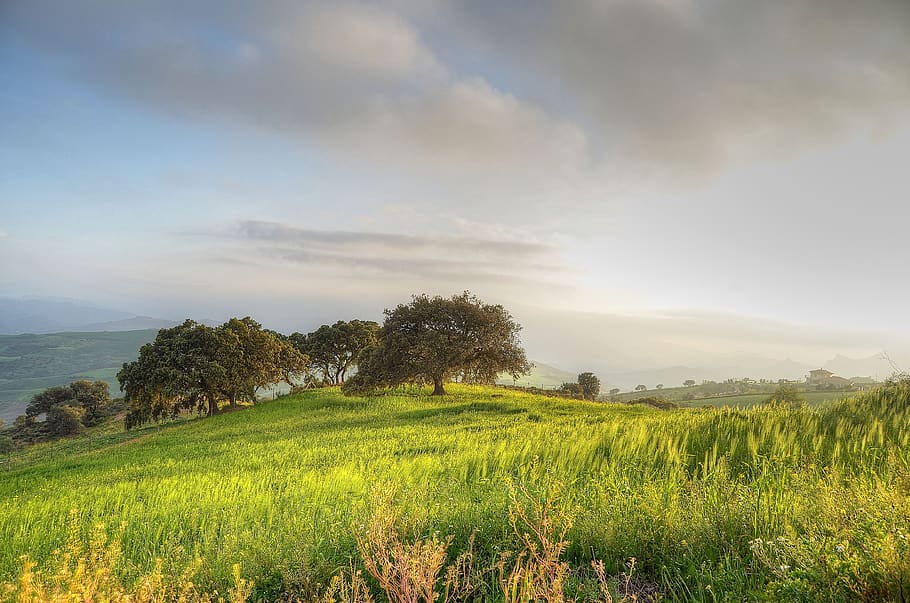 Green Trees on Hill, clouds, cropland, dawn, daylight, farm, field HD wallpaper