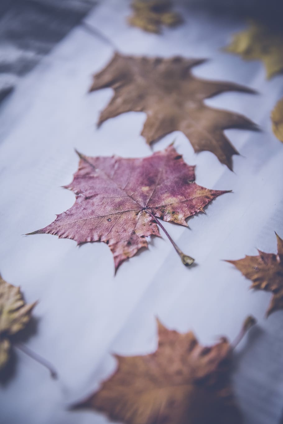 leaf, fall, autumn, paper, blur, plant part, change, dry, nature HD wallpaper