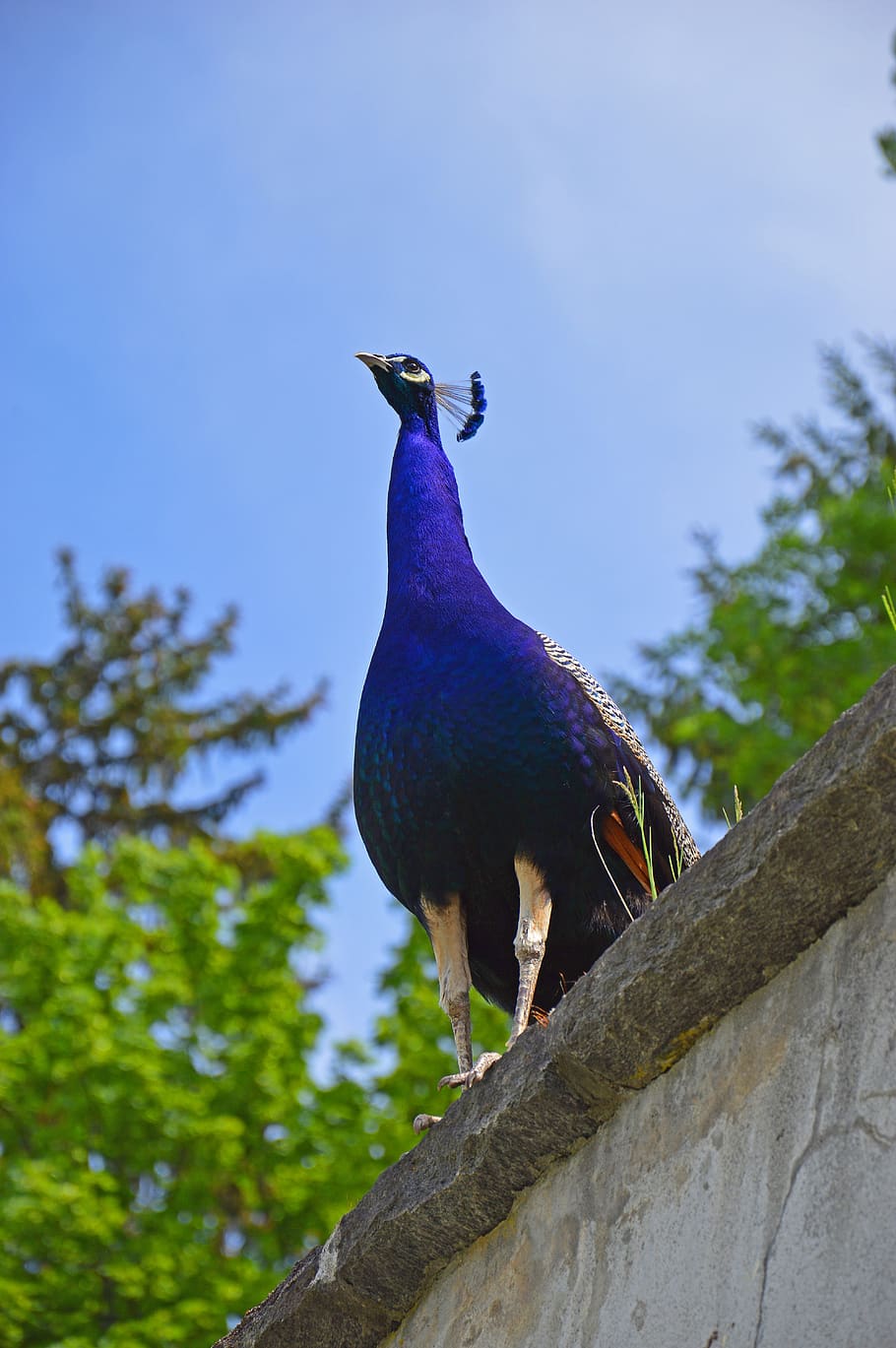 peacock, sky, trees, blue, summer, bird, animals, animal wildlife HD wallpaper