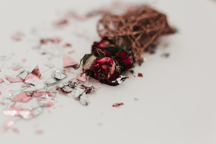 red rose, plant, potted plant, pottery, vase, jar, confetti, paper HD wallpaper