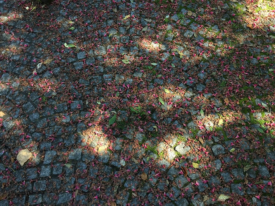 flower leafs, stone floor, spring, high angle view, full frame HD wallpaper