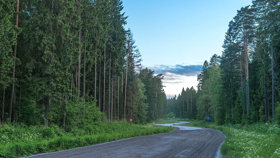 empty concrete road surrounded by trees, plant, direction, the way forward HD wallpaper
