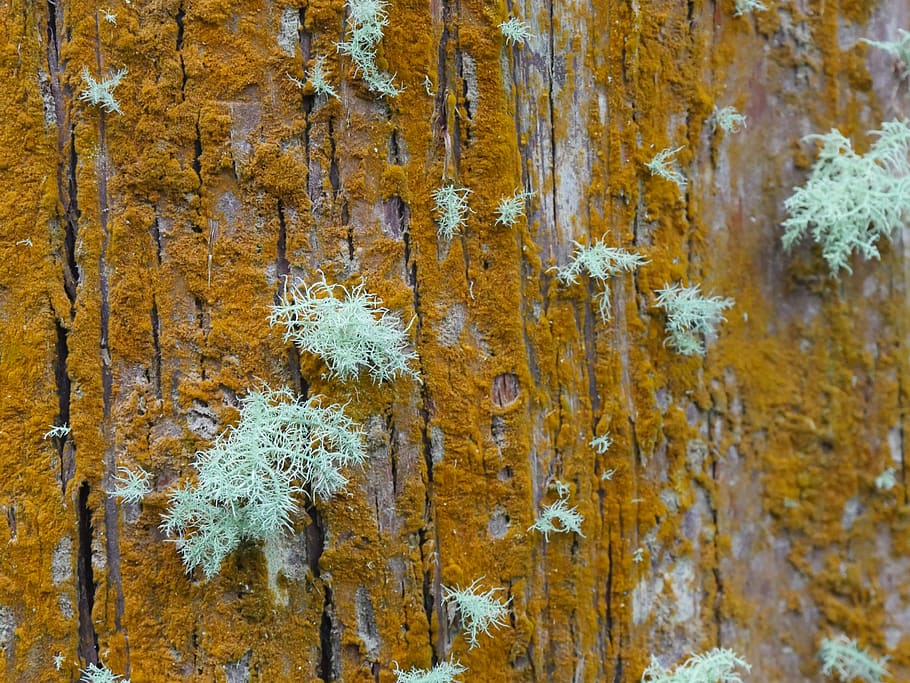 tree, moss, lichen, nature, macro, bark, wallpaper, background HD wallpaper
