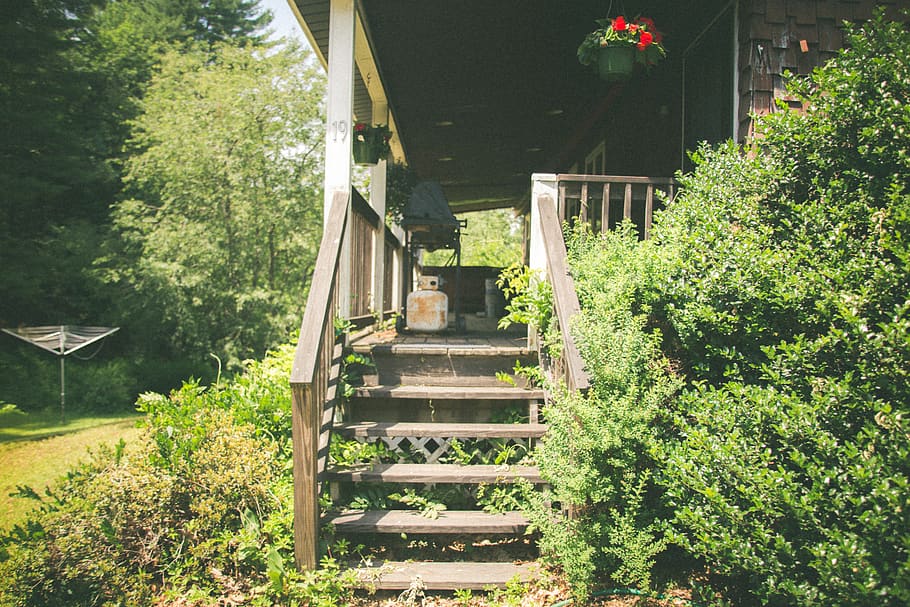 old wood, stairs, overgrown, plant, architecture, built structure