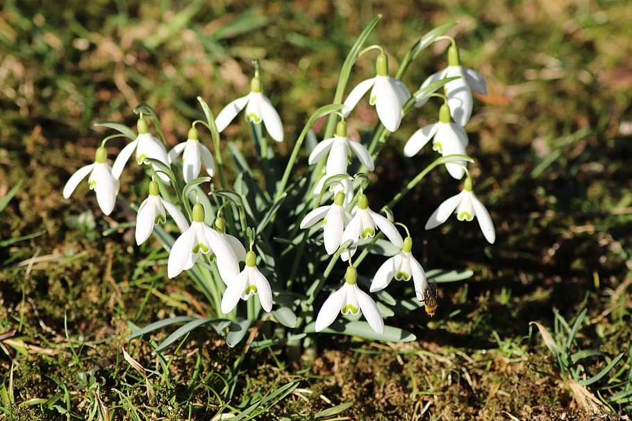 snowdrop, flower, bee, spring, nature, plant, early bloomer HD wallpaper