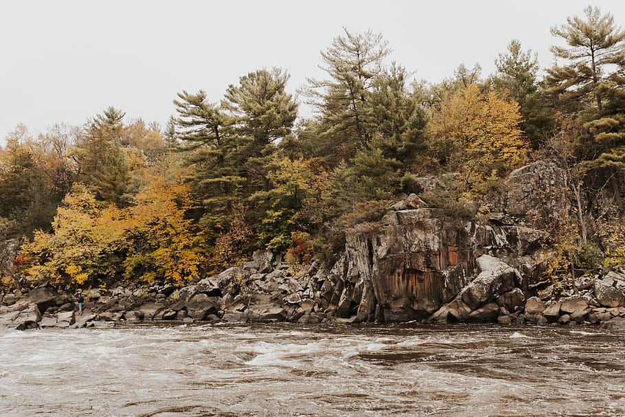 trees during daytime, taylors falls, united states, plant, flora HD wallpaper