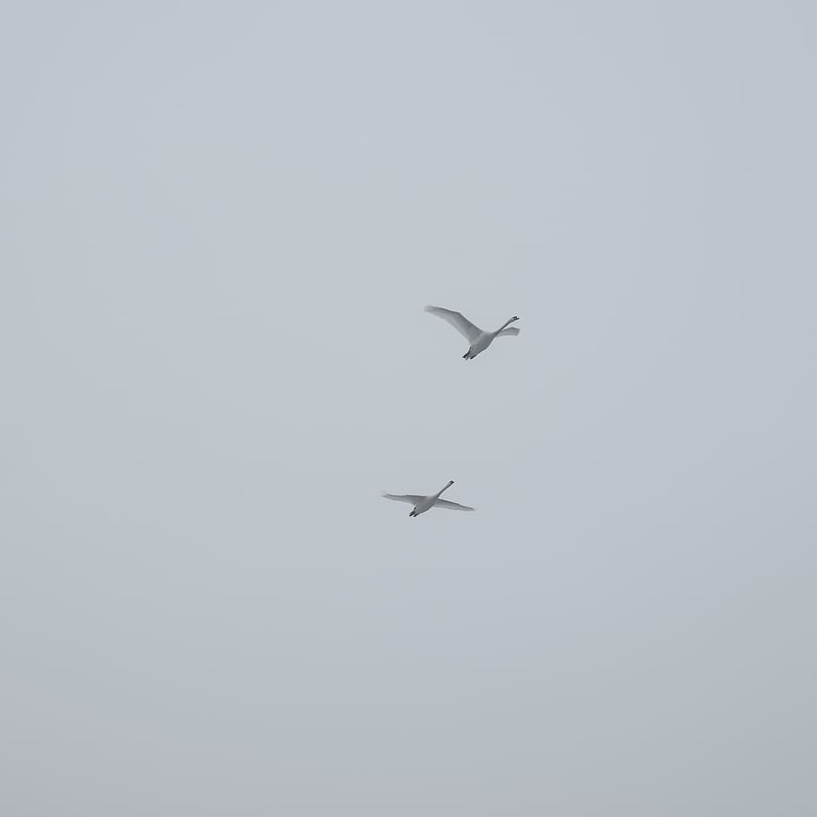 germany, ulm, swans, flight, sky, flying, mid-air, low angle view HD wallpaper