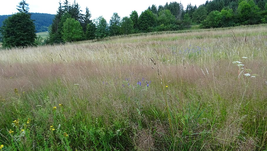 meadow, grass, plant, growth, tranquility, beauty in nature HD wallpaper