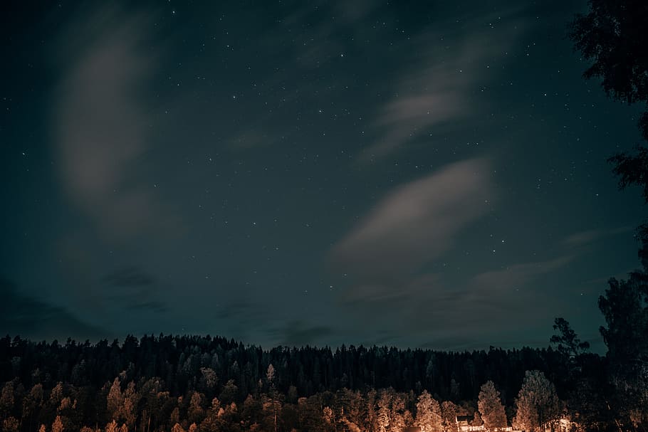 photo of night sky, tree, star, cloudscape, forest, woodland HD wallpaper