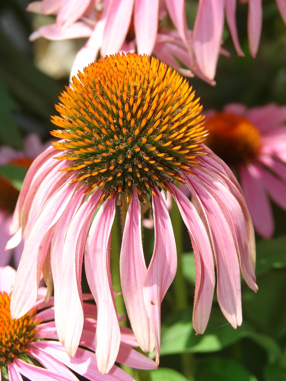 Pink Petaled Yellow Pistil Flower, bloom, coneflower, echinacea HD wallpaper