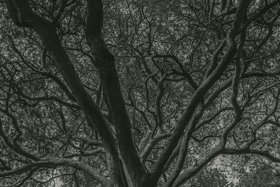 branches, crown, tree, plant, no people, tranquility, nature HD wallpaper