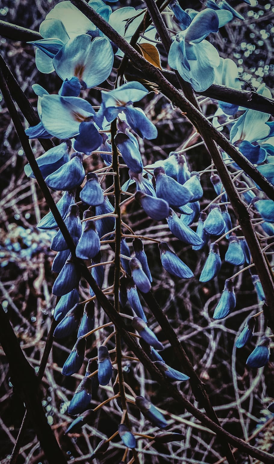 tree, blue, flower, plant, growth, close-up, nature, beauty in nature HD wallpaper